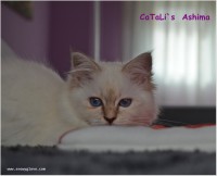 /album/fotogaleria%3a-ashima-de-catali%c2%b4s/ashima-2-jpg/